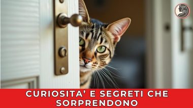 Curiosità e segreti che sorprendono - playlist