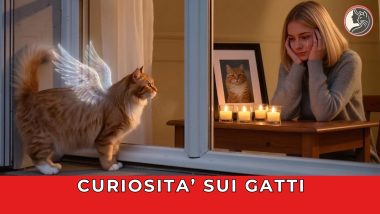 Curiosita sui gatti - playlist