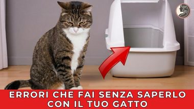 Errori che fai senza saperlo con il tuo gatto_playlist 1