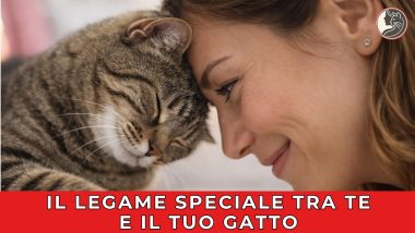 Il legame speciale tra te e il tuo gatto - playlist