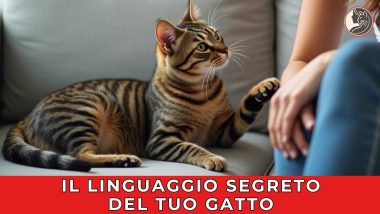 Il linguaggio segreto del tuo gatto - playlist