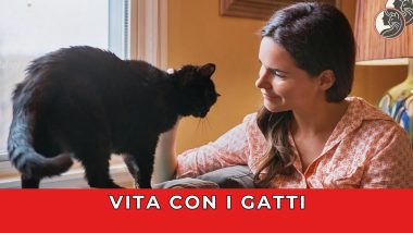 Vita con i gatti - playlist